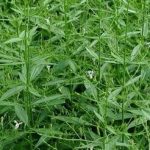 穿心莲有什么作用与功效 穿心莲的功效与作用