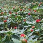 重楼的用量多少克 重楼的用法用量