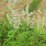 牡荆根有什么功效与作用 牡荆根的功效与作用2021