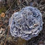 云芝的禁忌 云芝的禁忌2021