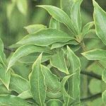 山枝根的禁忌 山枝根的功效与作用及禁忌