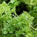 香菜的功效和作用2021 香菜的功效和作用及禁忌