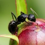 花盆里有蚂蚁怎么办？ 花盆里有蚂蚁的处理方法介绍