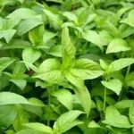 荆芥那些人不能吃2021 荆芥有什么营养