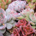 花卉养殖小课堂 多肉穿裙子是什么原因？