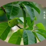 白桂木的功效和作用 白桂木的药效