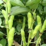 蚕豆有什么作用和功效 蚕豆的功效与作用2021