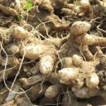 玄参的用量 玄参的用法用量