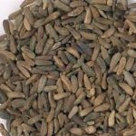 牛蒡子的功效和作用 牛蒡子的禁忌