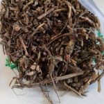 虫牙药的功效与作用 虫牙药有什么功效