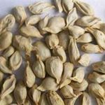 橘核的功效和作用2021 橘核的禁忌