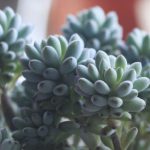 多肉上长白色霉斑要怎么处理？多肉上白色霉斑的处理方法介绍