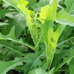 苦菜有什么作用和功效 苦菜的功效与作用