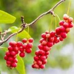 五味子有毒副作用吗 五味子的副作用与禁忌