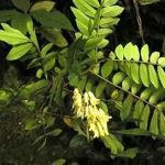 山豆根有什么功效和作用 山豆根的功效和作用