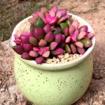 花卉养殖小课堂 吹雪之松锦怎么养？