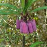 大仙茅的功效与作用及禁忌 大仙茅有什么禁忌