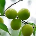 青果的禁忌和副作用 青果的禁忌