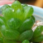 黄金玉露多肉怎么养？ 黄金玉露多肉的养殖方法介绍