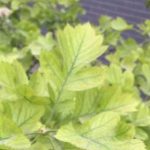 花卉养殖小课堂 海棠树叶子发黄干枯怎么回事？