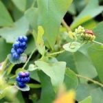 杠板归有什么功效 杠板归的功效与作用