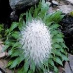 林檎有什么禁忌-林檎的禁忌2021