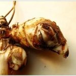 美人蕉根有什么作用-美人蕉根的功效与作用