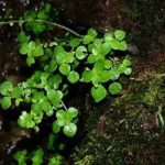 石油菜有什么功效 石油菜的功效与作用