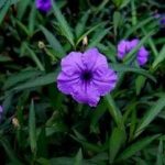 蝴蝶草根的功效与作用-蝴蝶草根的功效2021