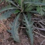 还阳参有什么什么功效 还阳参的功效与作用