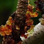 桃胶的食用方法 2021桃胶的最新吃法