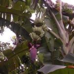 芭蕉果的功效和作用 芭蕉果的功效和作用及禁忌