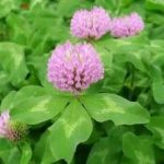 通光散的用法用量 通光散的用量