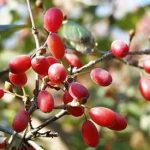 山茱萸的功效与作用禁忌-山茱萸的禁忌