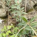 三颗针的禁忌 三颗针的副作用2021