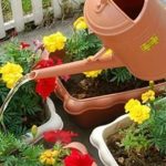 花卉养殖小课堂：给花浇水 看盆底流出水就是浇透吗？
