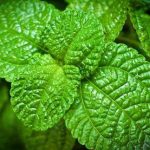 薄荷的禁忌 薄荷的禁忌与功效