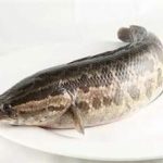 食用黑鱼的好处2021 黑鱼的做法