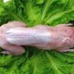 兔肉的功效和作用2021 兔肉的功效和作用及禁忌