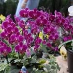 蝴蝶兰的功效与作用 2021蝴蝶兰功效最新详情