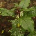 排草香有何作用 排草香的功效与作用