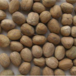 巴豆的功效和作用 巴豆的吃法用量