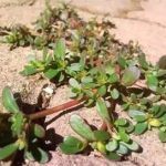 马齿苋的禁忌有哪些 马齿苋的禁忌人群