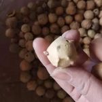 没食子的副作用-没食子的功效与禁忌