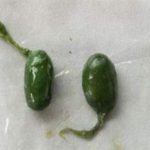 蛇胆的功效和作用2021 蛇胆的营养价值