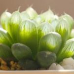 花卉养殖小课堂 玉露闷养多久通一次风？