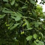 诃子有什么功效-诃子的功效与作用