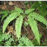 水龙骨有什么功效 水龙骨的功效与作用