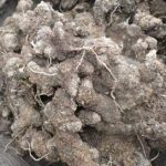 猪苓价格多少钱一斤 2021猪苓价格大全