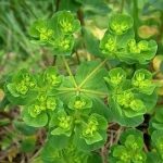 泽漆的功效与作用 泽漆的功效与作用及禁忌